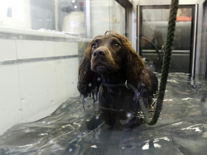 PHYSIOTHERAPY / HYDROTHERAPY