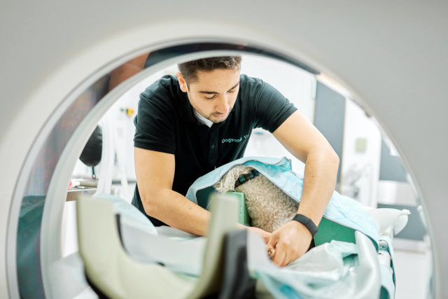 vet assisting dog into MRI scanner