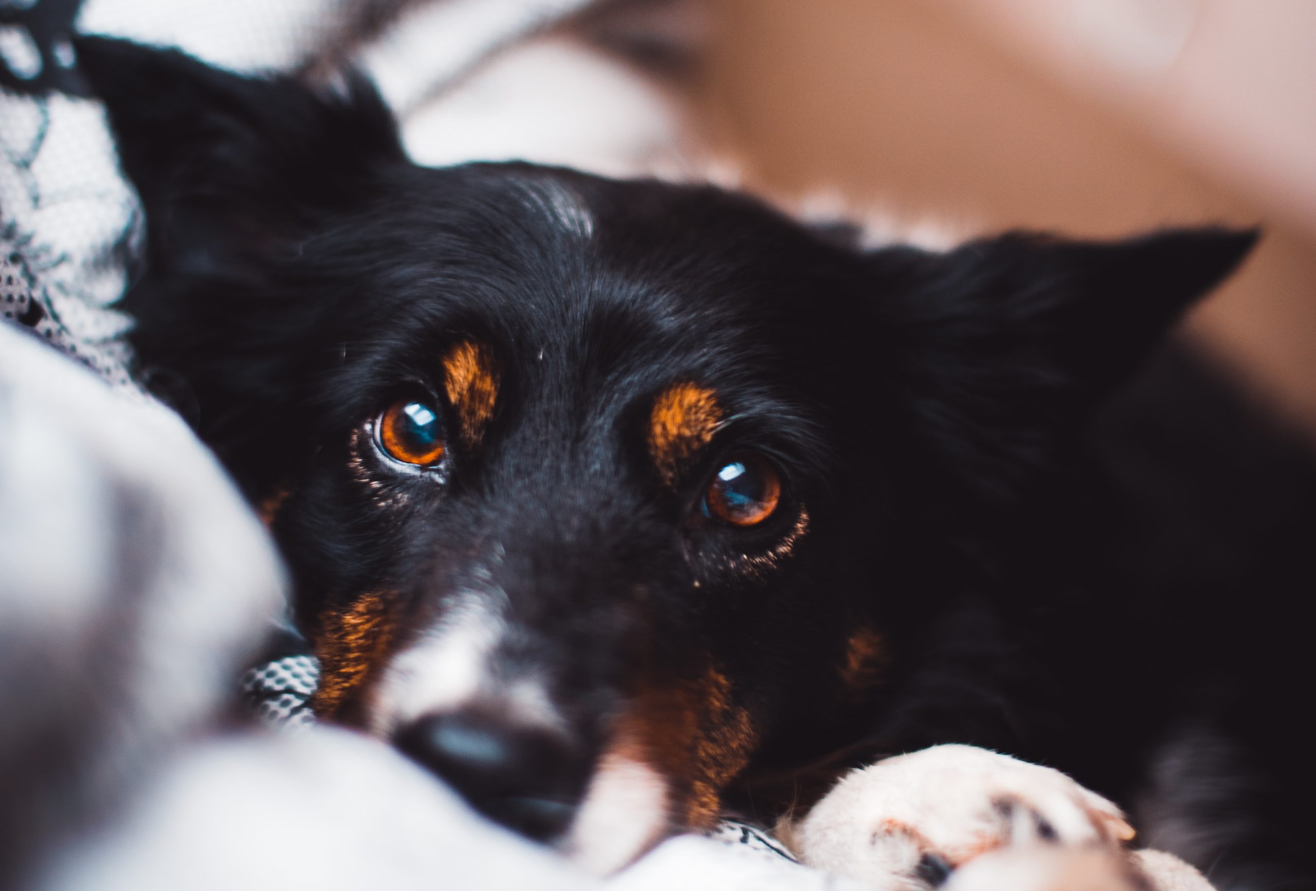 The Complete Guide To Eye Drops For Dogs | Dogwood Referrals