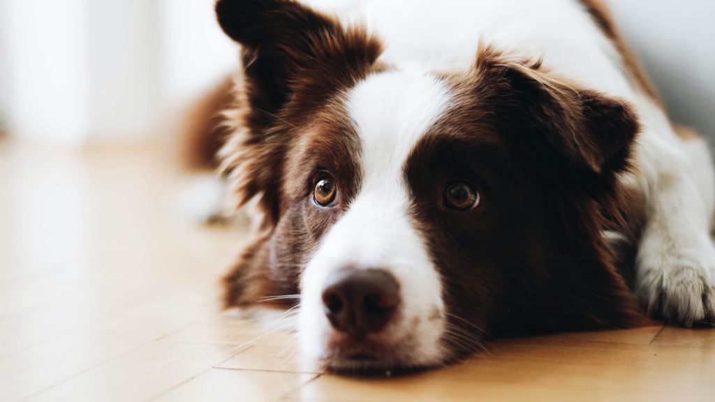 Lumbosacral Disease In Dogs